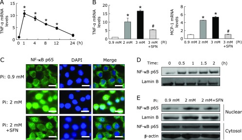 Fig. 6