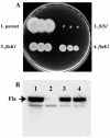 FIG. 2.