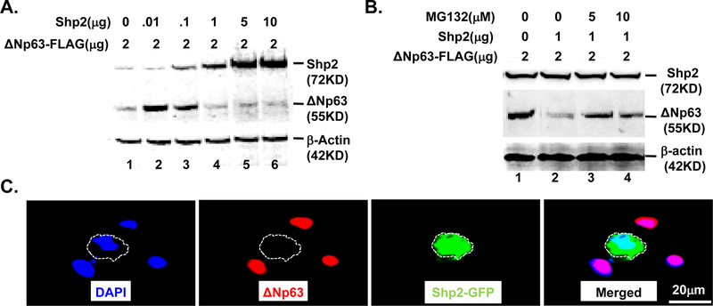 Fig. 9.