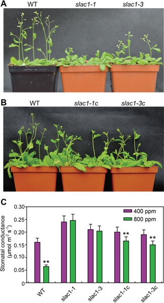 Figure 11