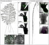 Autofluorescence and LUC immunodetection in P. phosphorea and F. quadrangularis.