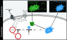 Schematic of the putative pathway driving the luminescence production in sea pens.