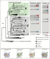 Phylogenetic tree of CBPs, including P. phosphorea and A. murrayi amino acid sequences.