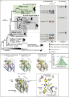 Phylogenetic tree of RLuc-like enzymes, including P. phosphorea and A. murrayi amino acid sequences.
