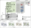Phylogenetic tree of anthozoan fluorescent proteins, including P. phosphorea and A. murrayi amino acid sequences.