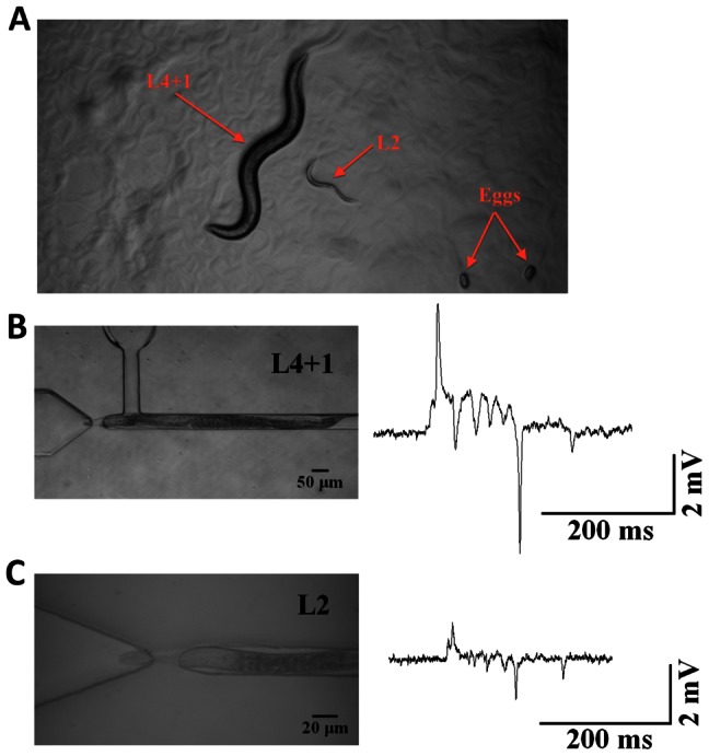 Figure 10