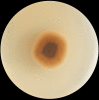 Fig. 4.