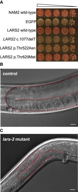 Figure 4