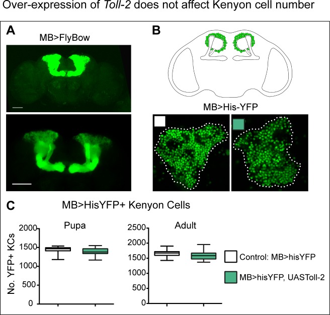 Figure 2—figure supplement 1.