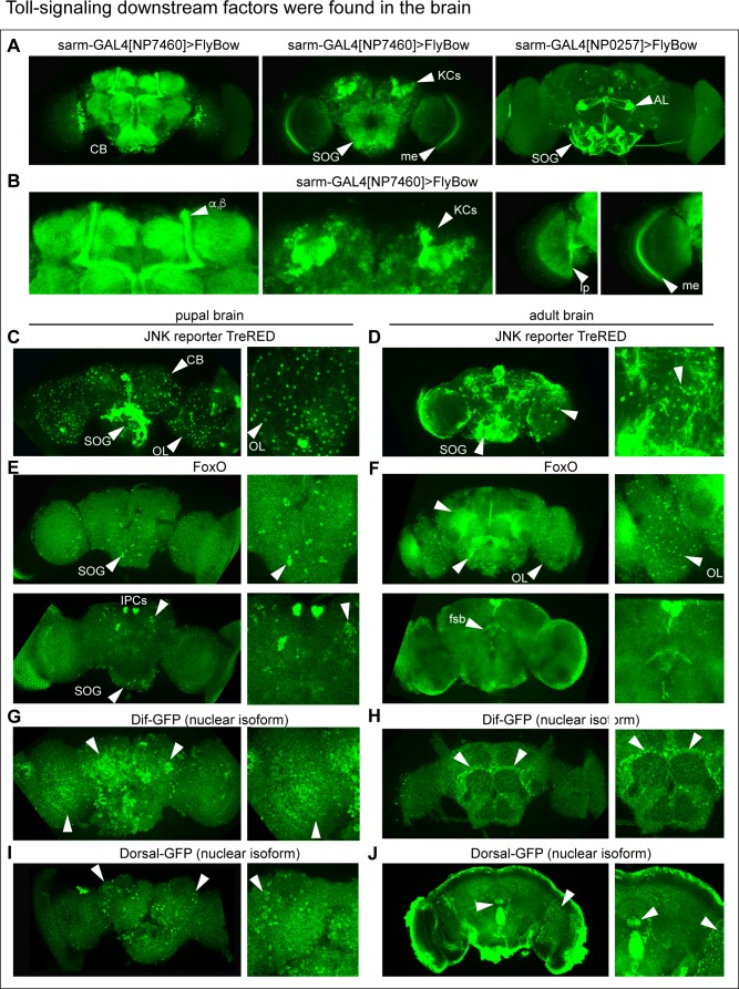 Figure 4—figure supplement 1.