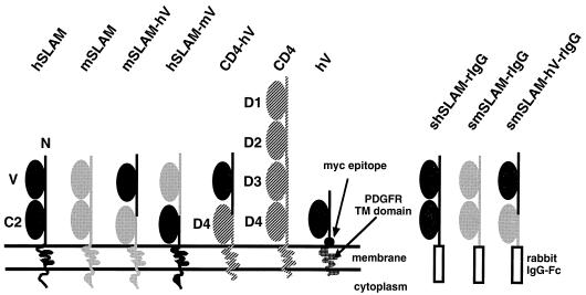 FIG. 1