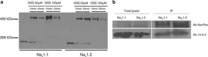 Fig. 8