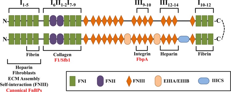 FIGURE 2