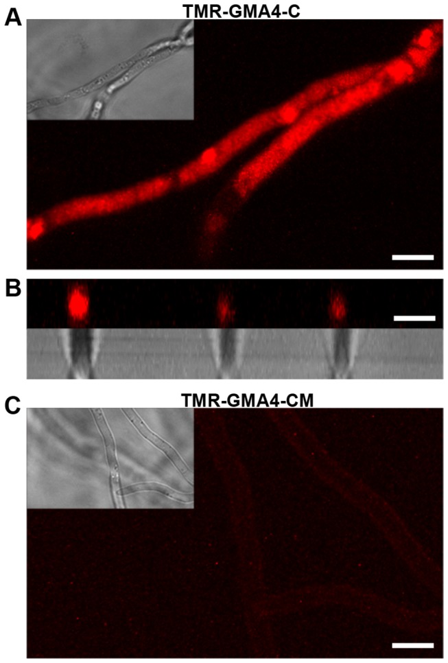 Figure 11