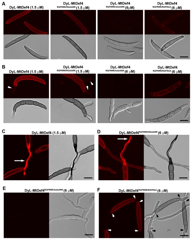 Figure 10