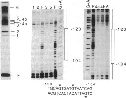 graphic file with name pnas00288-0039-e.jpg