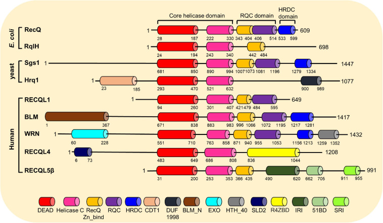 FIGURE 3