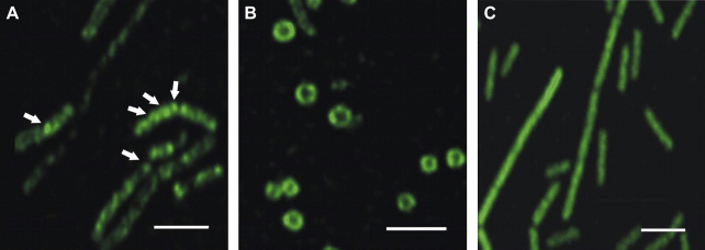 Fig. 4