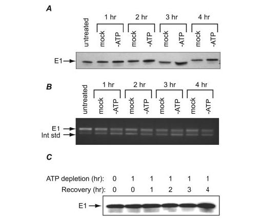 FIGURE 3