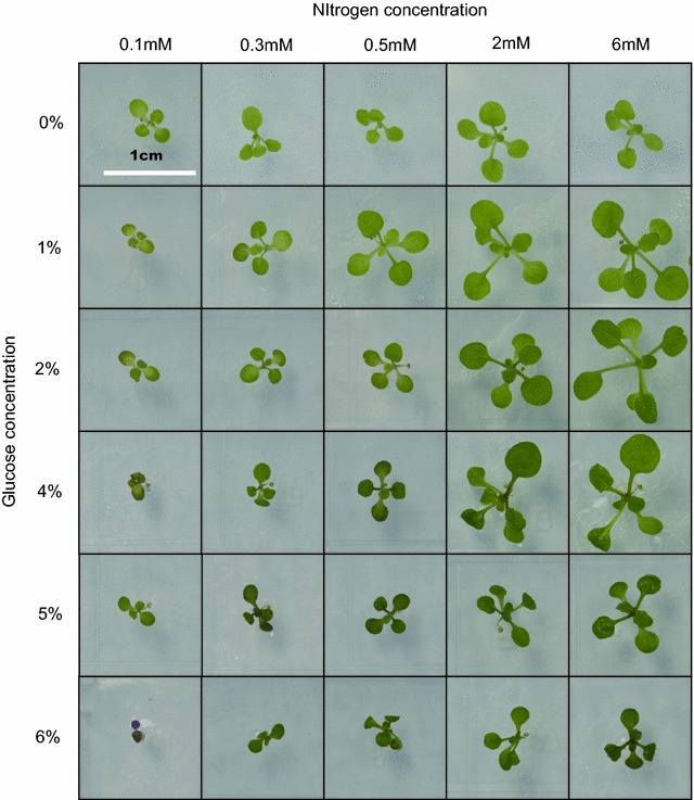 Fig. 3