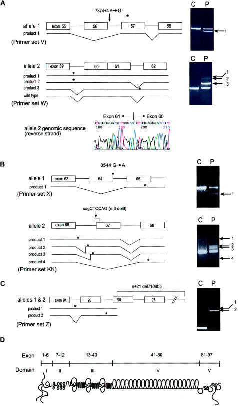 Figure  1