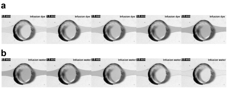 Figure 5—figure supplement 1.