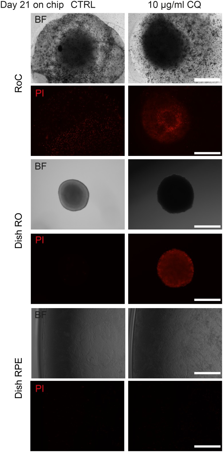 Figure 3—figure supplement 1.