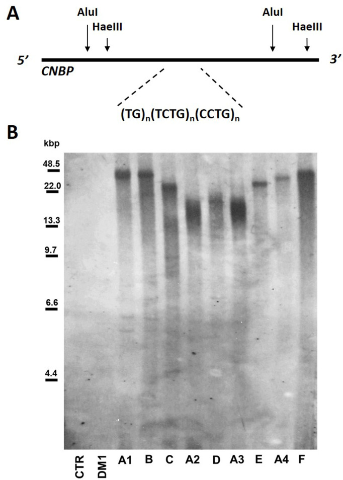 Figure 1—figure supplement 2.