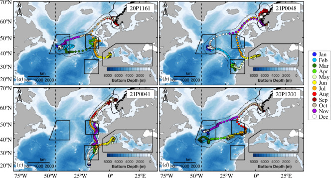 Example tracks of the four different annual migration routes from the present study.