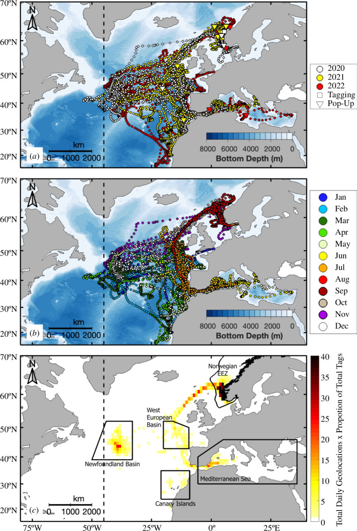 Tracks of electronically-tagged ABFT (n = 19) released off Norway.