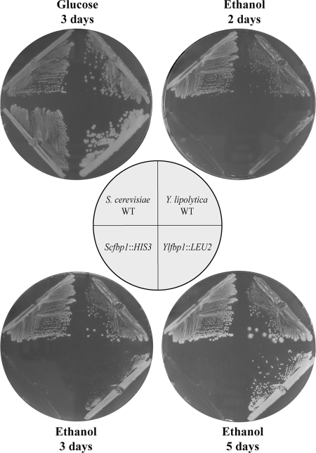 FIG. 6.