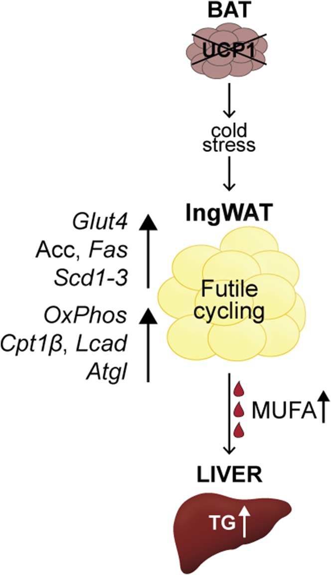 Fig. 9.