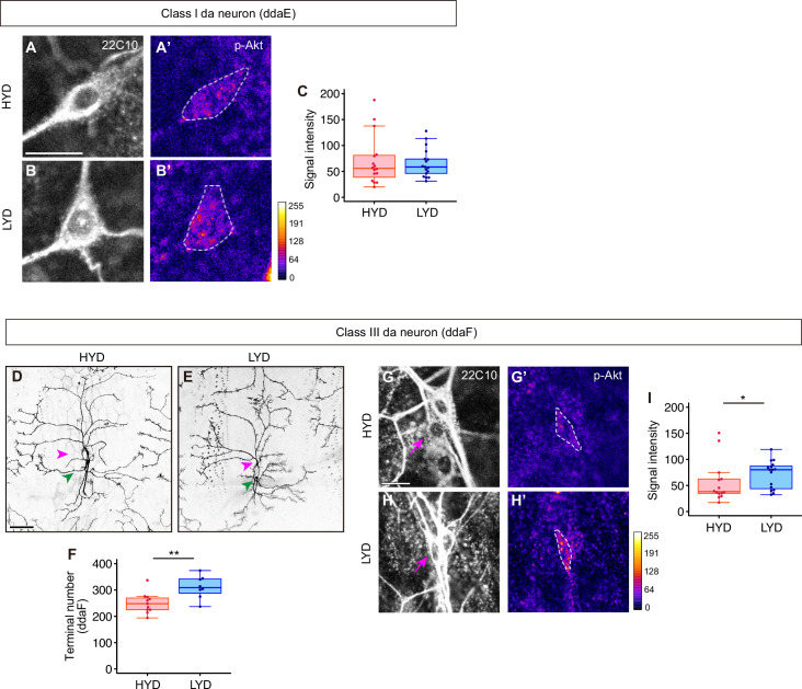 Figure 4—figure supplement 3.