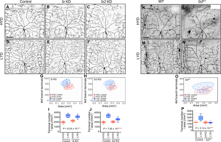 Figure 4—figure supplement 1.