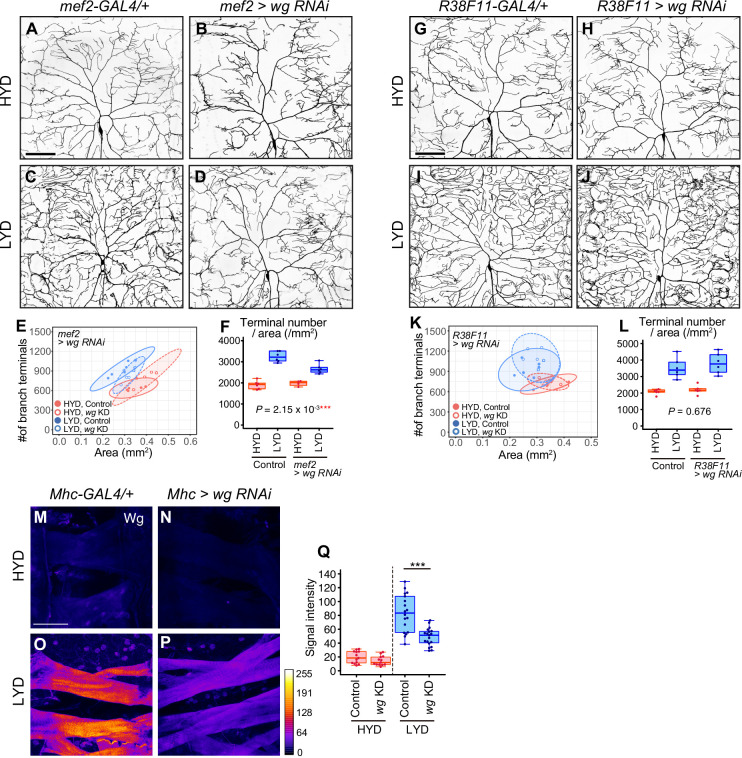 Figure 3—figure supplement 1.