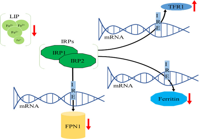 Figure 2