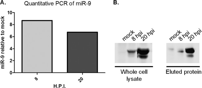 FIG 8