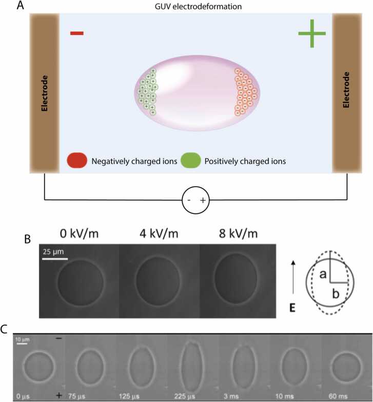 Fig. 5