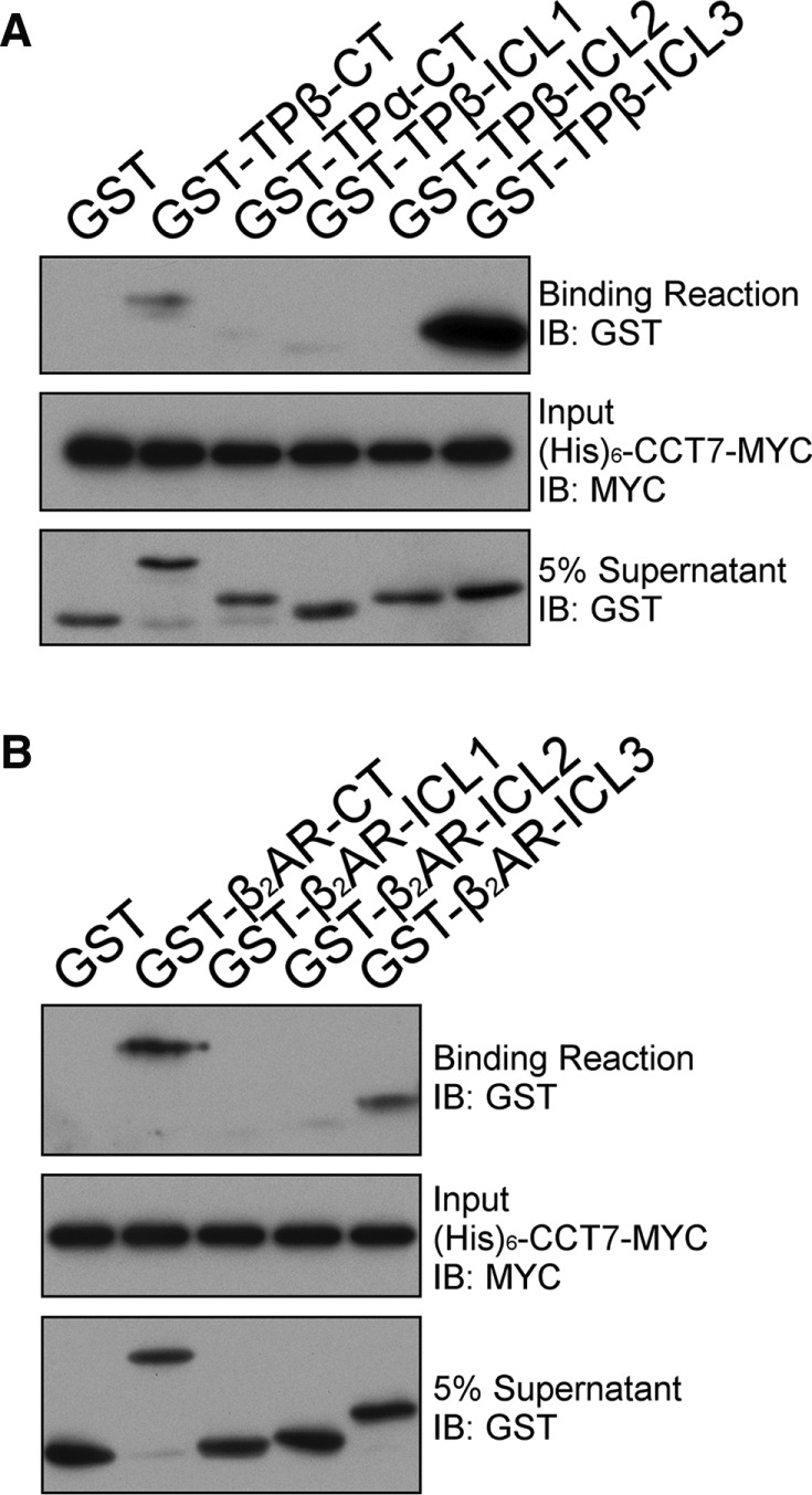 FIGURE 5: