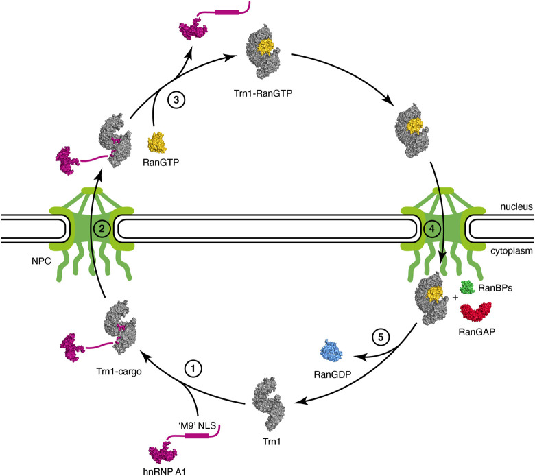 FIGURE 2