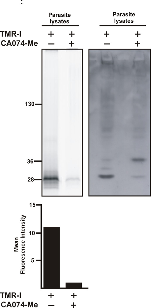 Fig. 5