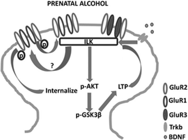 Fig 6