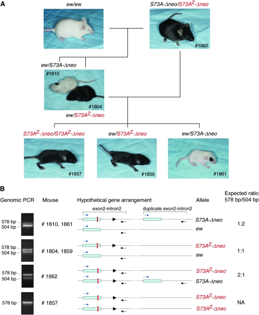 Figure 4.—