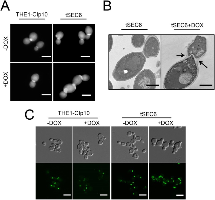 FIG 3