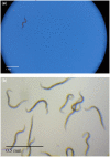 Figure 1: