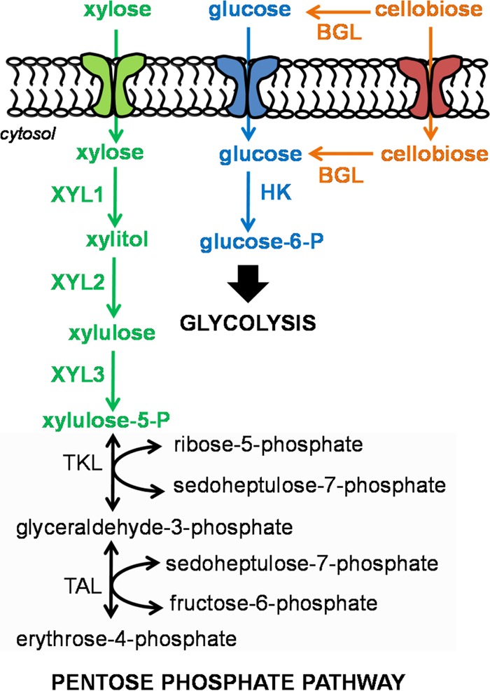 FIG 1