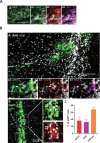 Figure 1—figure supplement 2.