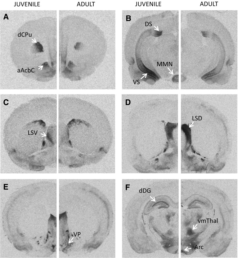 Fig. 5