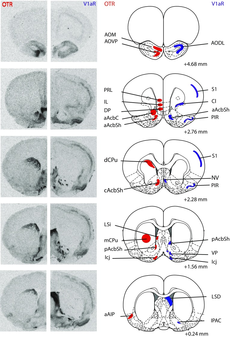 Fig. 1