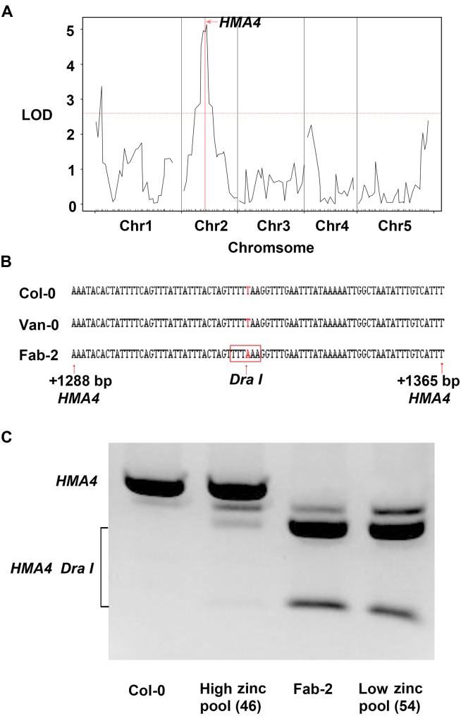 AtHMA4 Drives Natural Variation in Leaf Zn Concentration of Arabidopsis ...